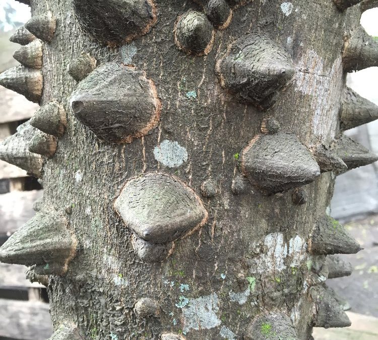 m_Zanthoxylum capense knobs - CJM Tree Growers