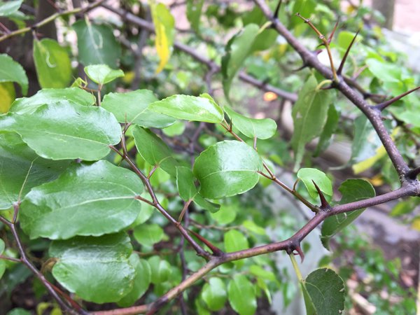 Ziziphus Mucronata CJM Tree Growers Ziziphus Mucronata CJM Tree Growers