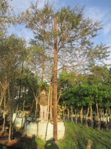 Acacia karoo 1000L
