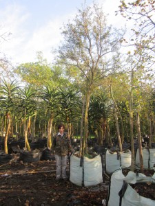 Acacia karoo 500L