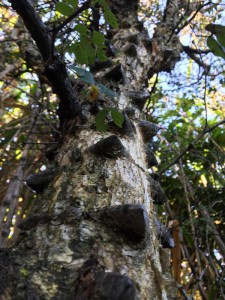 Acacia nigrescens bark