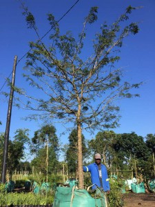 Acacia robusta 1000L (1)