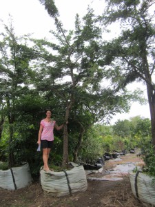 Acacia robusta 1000L