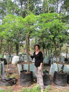 Acacia robusta 100L