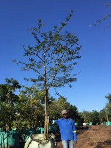 Acacia robusta 500L