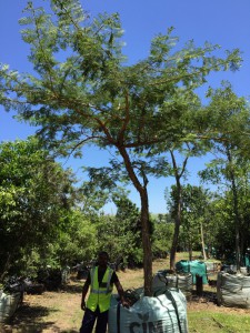 Acacia sieberiana 1000L