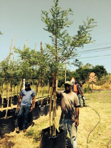 Acacia sieberiana 100l