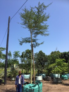 Acacia xanthophloea 1000L A