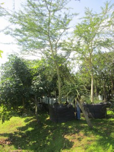 Acacia xanthophloea 1000L B
