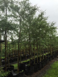 Acacia xanthophloea 100L