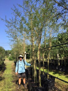 Acacia xanthophloea 100L