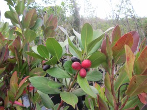Acokanthera oppositifolia