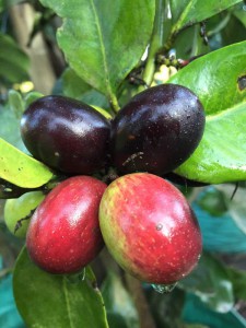 Acokanthera oppositifolia fruit