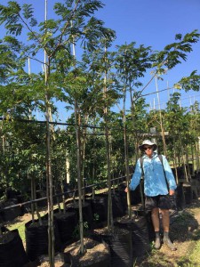 Albizia adianthifolia 100L (2)