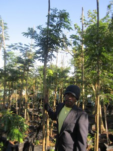 Albizia adianthifolia 100L