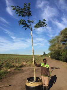 Albizia adianthifolia 400L