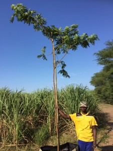 Albizia adianthifolia 500L