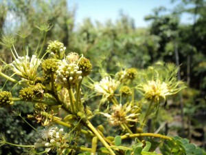 Albizia adianthifolia in flower