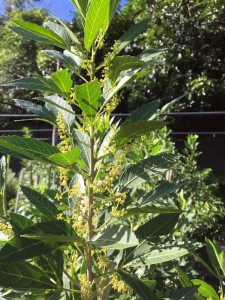 Allophylus natalensis flower (1)