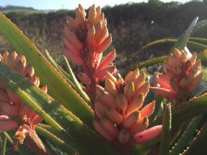 Aloe barbarae flowers