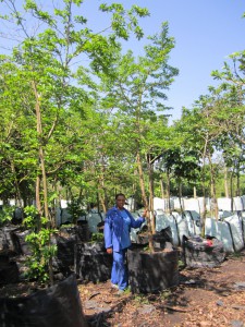 Antidesma venosum 500L