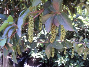 Antidesma venosum Fruit
