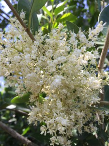 Apodytes dimidiata flower