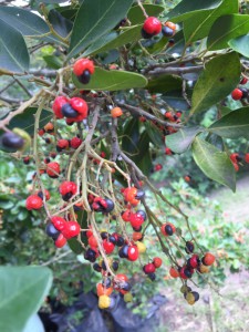 Apodytes dimidiata fruit