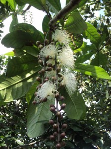 Barringtonia racemosa flower