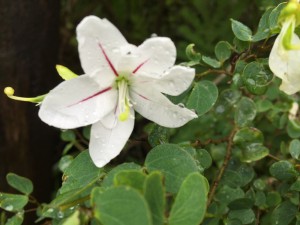 Bauhinia natalensis flower