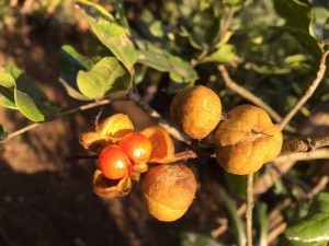 Bersama luscens fruit