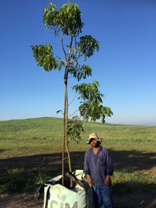Bolusanthus specious 500L