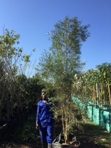 Buddleja saligna 100L