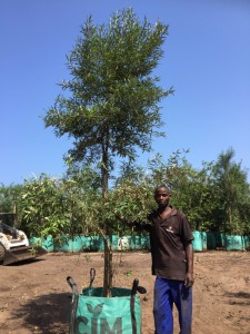 Buddleja saligna 250L