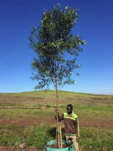 Buddleja saligna 250L