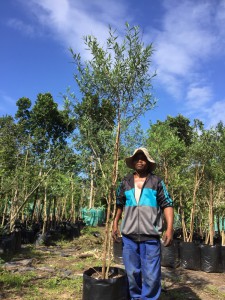 Buddleja saligna 50L