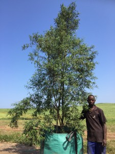 Buddleja saligna bushy 500L
