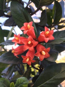 Burchellia bubalina flower