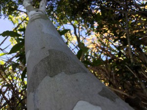 Caesalpinia ferrea bark