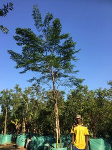 Caesalpinnea ferrea 500L