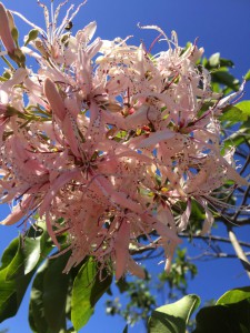 Calodendrum capense flower