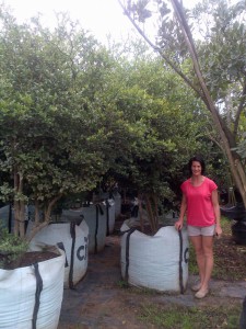 Carissa bispinosa 500L