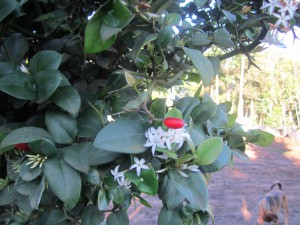 Carissa bispinosa flower