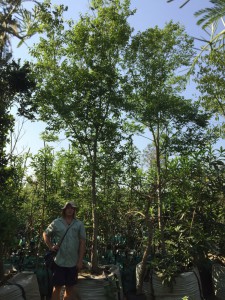 Celtis africana 1000L