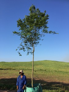 Celtis africana 500L