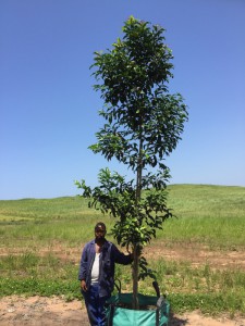 Chionanthus peglarae 250L
