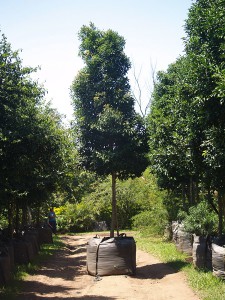 Chionanthus peglerae 1000L