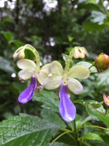 Clerodendrum myracoides flower