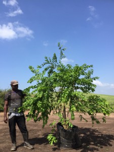 Combretum bracteosum 100L