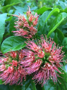 Combretum bracteosum flower